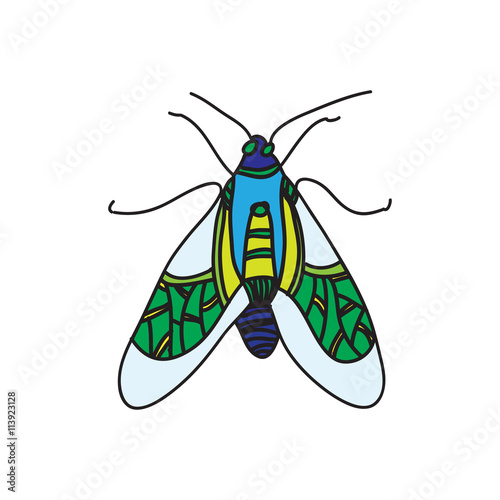 vector color beetle