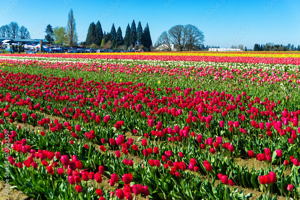 Vibrant colorful tulip field in Woodburn, Oregon