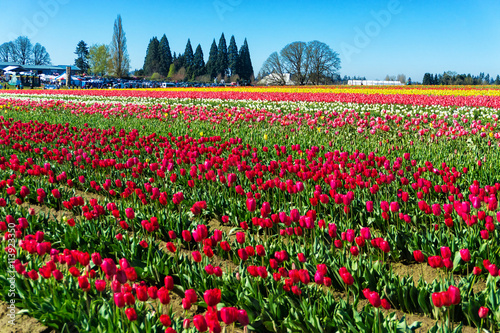 Vibrant colorful tulip field in Woodburn, Oregon