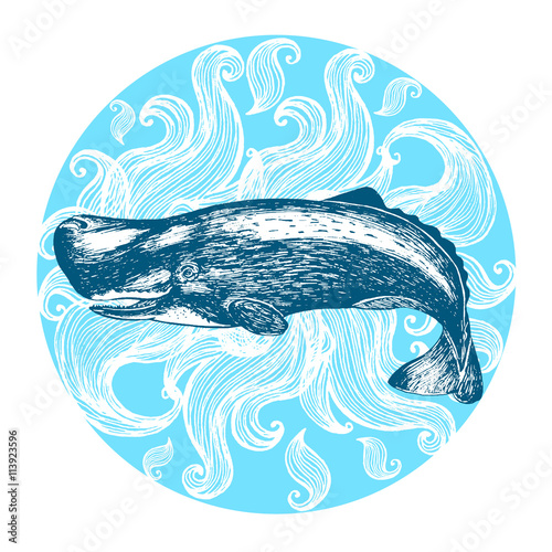 Cachalot, sperm whale. Hand drawn vector illustration.