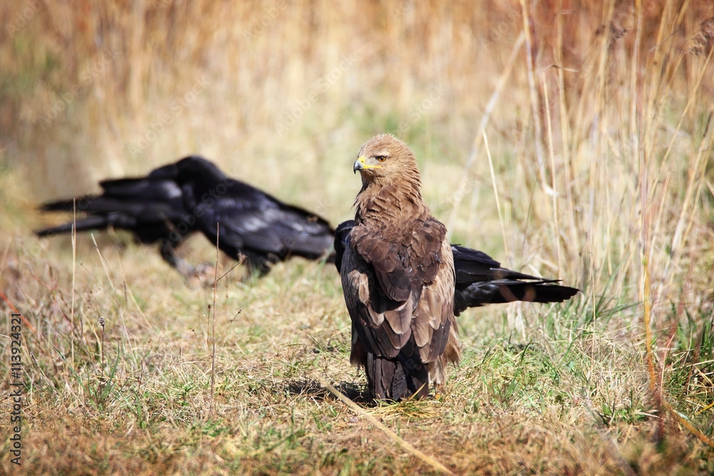 Fototapeta premium lesser spotted eagle