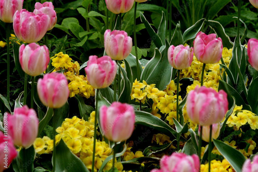 Fototapeta premium Abstract Colourfull Flower Scene England
