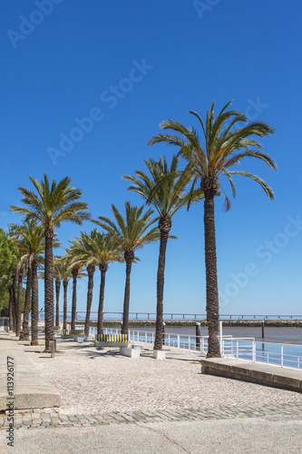 Palm alley against the blue sky © dadamira