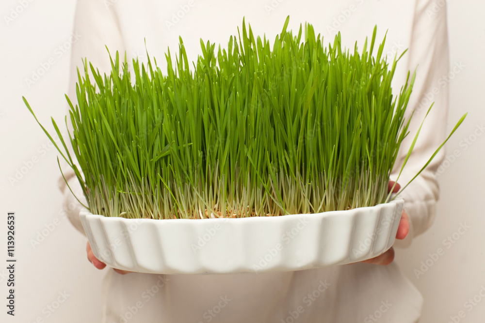 Naklejka premium Wheat grass for juicing and healthy life. How to grow the best wheat grass - Urban cultivation and gardening.