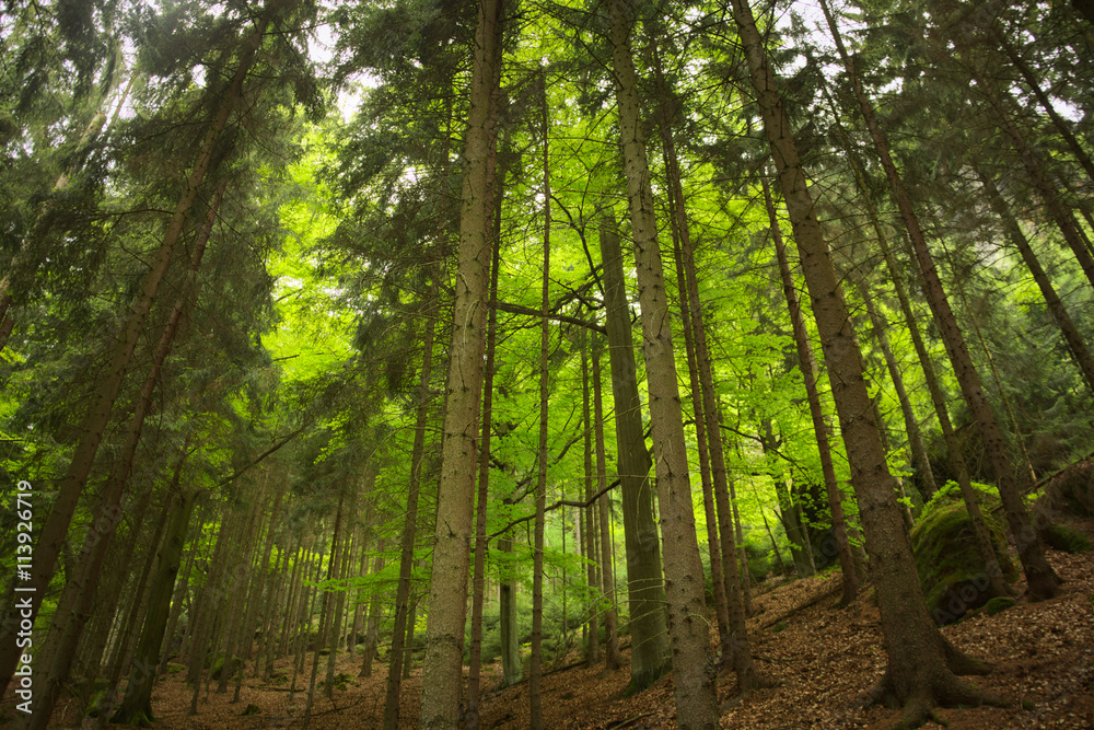 Fototapeta Blick in Wald mit hoch gewachsenen grünen Bäumen