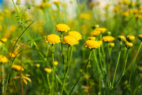 Yellow wild flowers  macro.