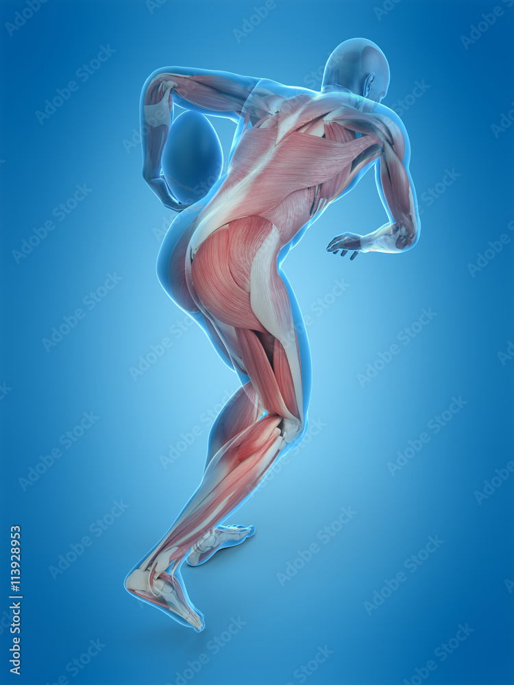 medically accurate 3d illustration of a football player medically accurate 3d illustration of a football player
