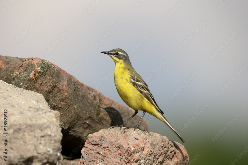 Yellow wagtail, Dark-headed wagtail, Motacilla flava Yellow wagtail, Dark-headed wagtail, Motacilla flava