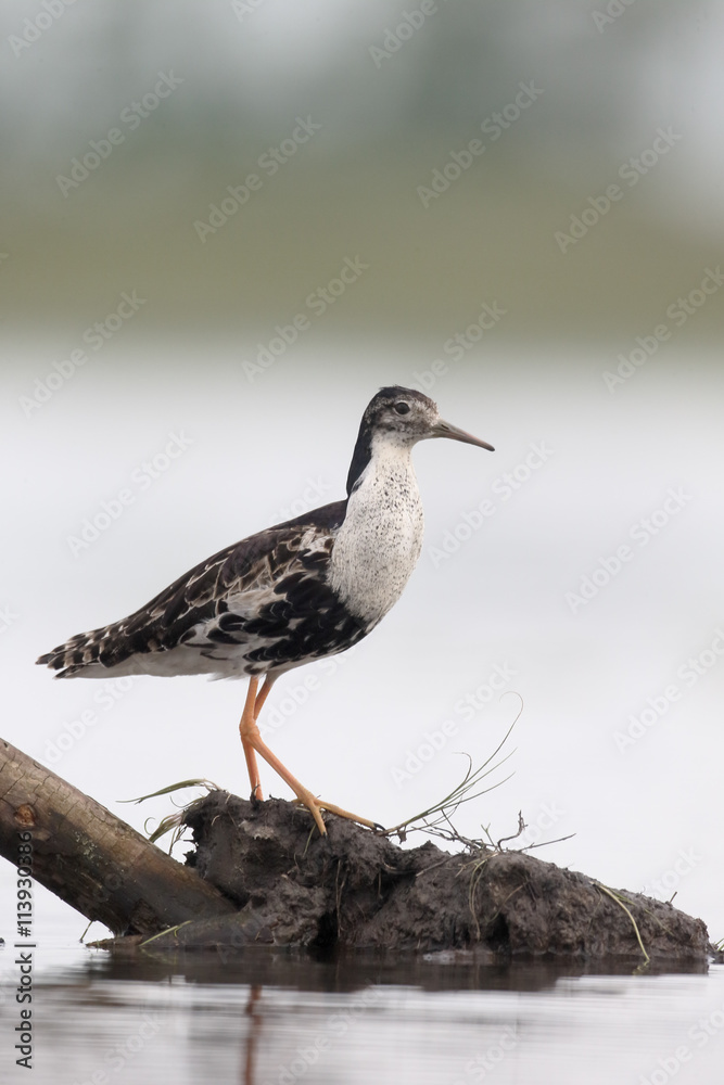 Ruff, Philomachus pugnax Ruff, Philomachus pugnax