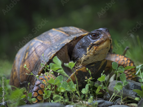 Female Wood Turtle: A rare Wood Turtle in the process of laying eggs