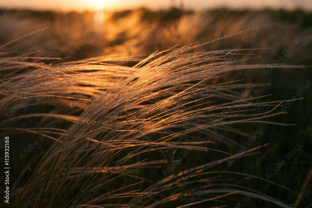 Feather grass in wind at sunset in the green field. Feather grass in wind at sunset in the green field.