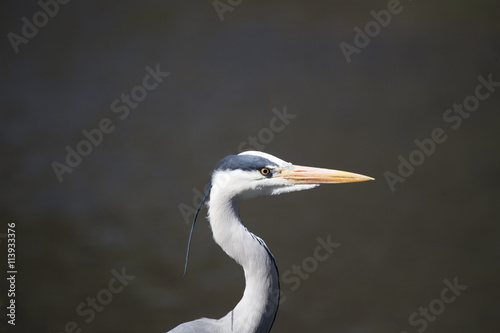 Grey Heron (Ardea cinerea) © fluffandshutter