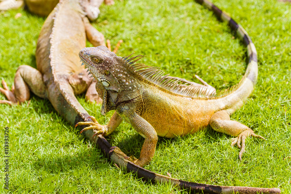 Iguanas at the Iguana park in downtown of Guayaquil, Ecuador. Iguanas at the Iguana park in downtown of Guayaquil, Ecuador.