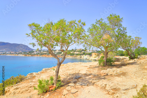 Pine trees on the shore of the sea.