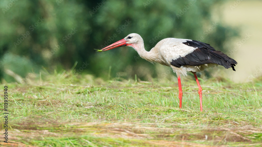 Fototapeta premium Storch Weißstorch (Ciconia ciconia) mit einem erbeuteten großen Grashüpfer Heupferd im Schnabel