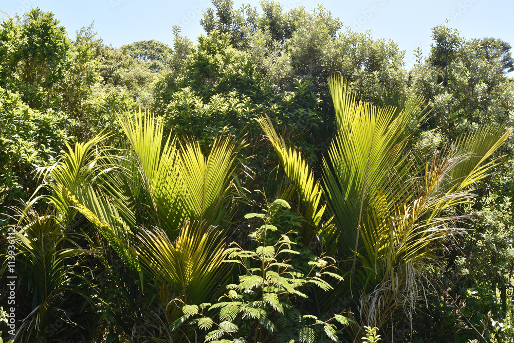 Dense green plants growth on Waiheke Island in summer.