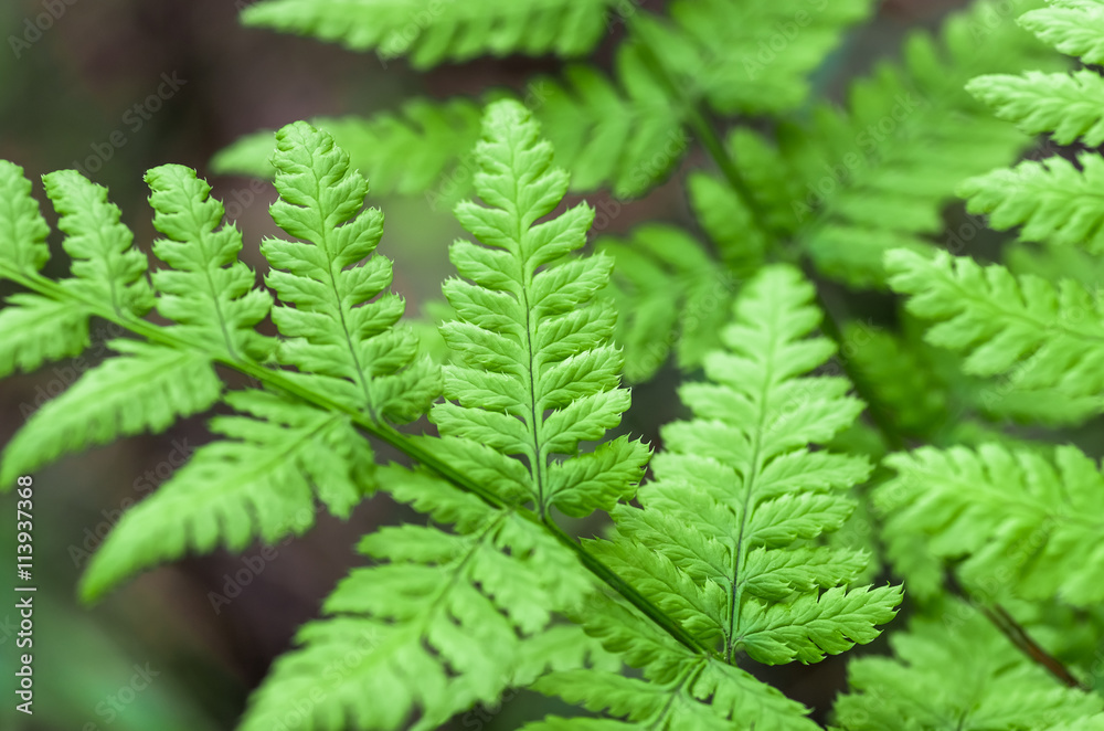 Fern leaf close-up Fern leaf close-up