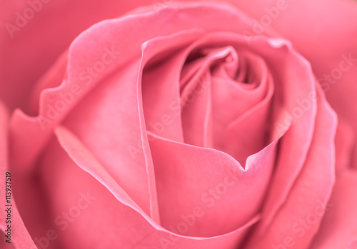 beautiful close up pink rose