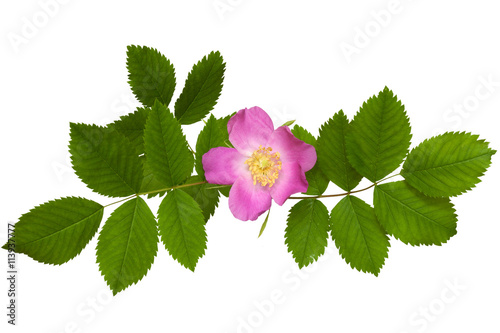 wild rose flower with leaves isolated on white