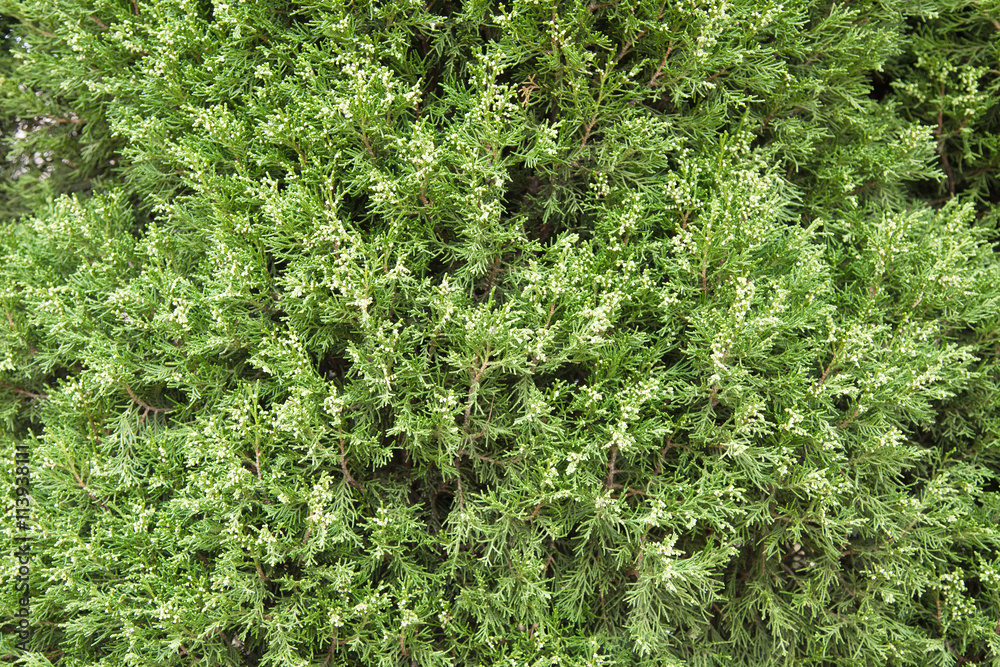 Detail of chinese arborvitae use for background and wallpaper Detail of chinese arborvitae use for background and wallpaper