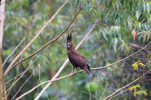 Long-crested Eagle (Lophaetus occipitalis) in Uganda

 photo