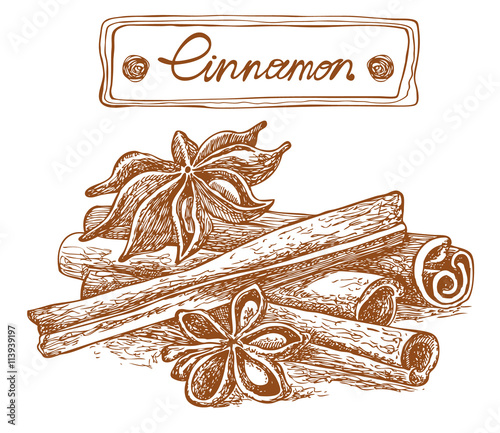 Cinnamon sticks. Vector hand drawn illustration. Engraved graphic style.