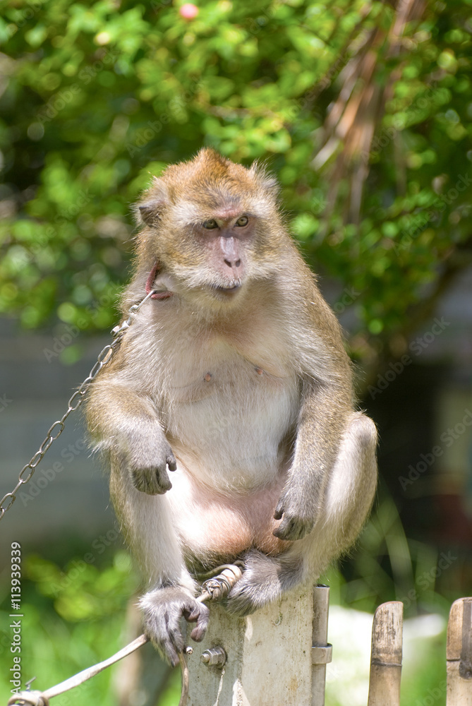 Monkey sitting on fence and looking for something