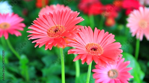 Beautiful gerbera flower photo