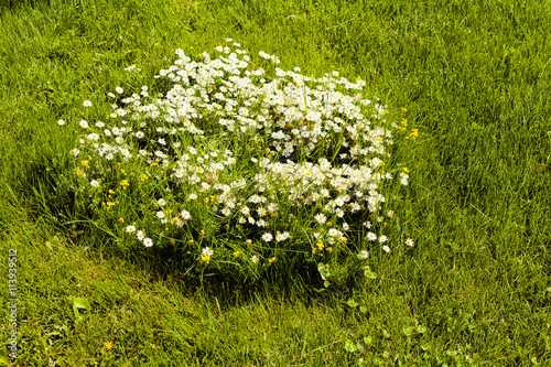 Chamomile in the meadow