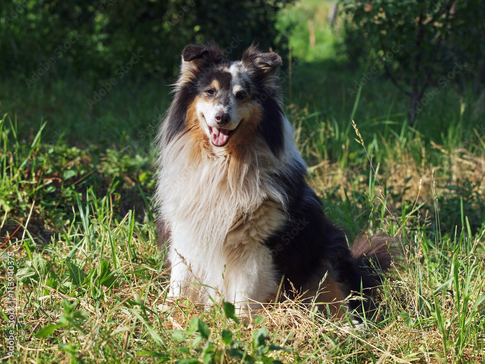 Portrait of beautiful sheltie dog on a natural background 
