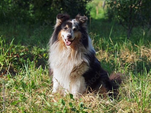 Portrait of beautiful sheltie dog on a natural background 