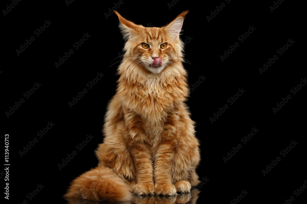 Furry Red Maine Coon Cat Sitting and Lick Isolated on Black Background, Front view
