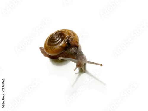 The snail on white background
