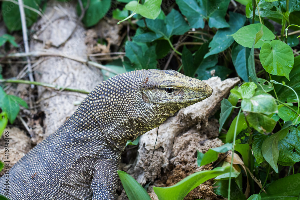 Obraz premium Monitir lizard