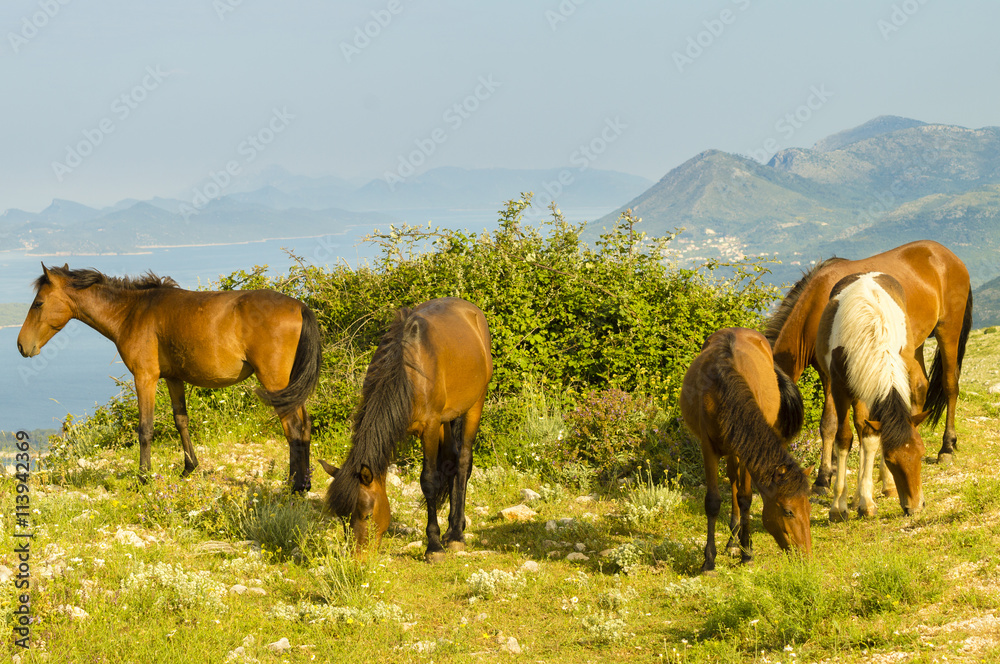 horses grazing in the Croatian mountains in the area of Dubrovnik
