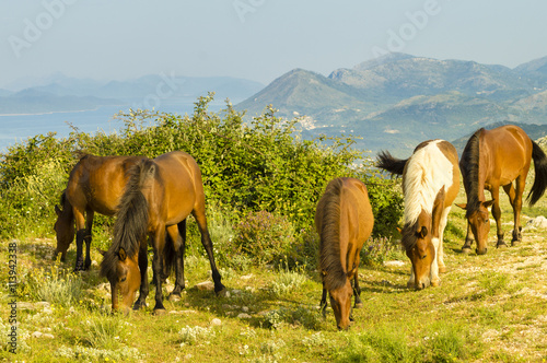 horses grazing in the Croatian mountains in the area of Dubrovnik 