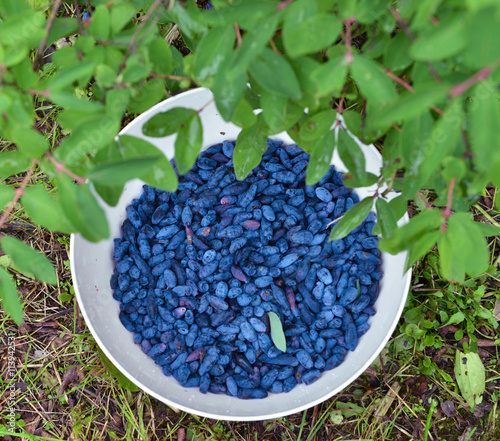 Close up of blue honeysuckle berry in bowl on the grass photo