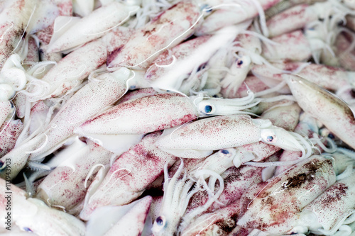 Fish Market Fresh Squid