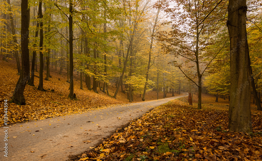 Obraz premium Road in the forest.