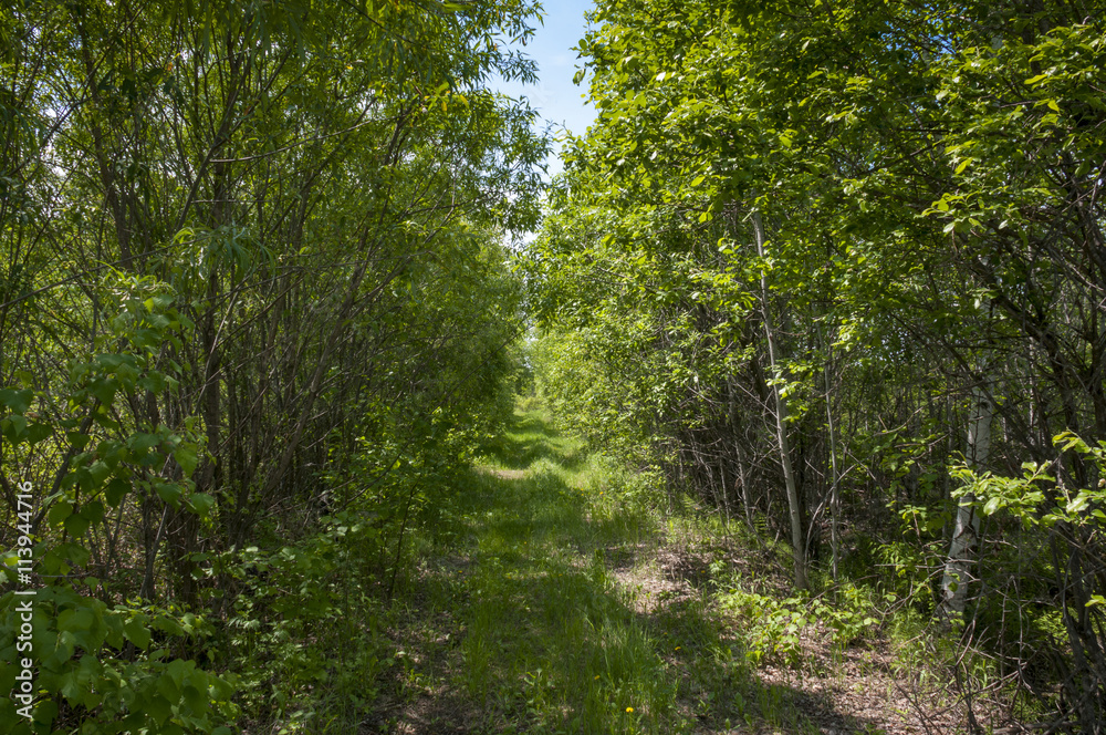 The path in the woods