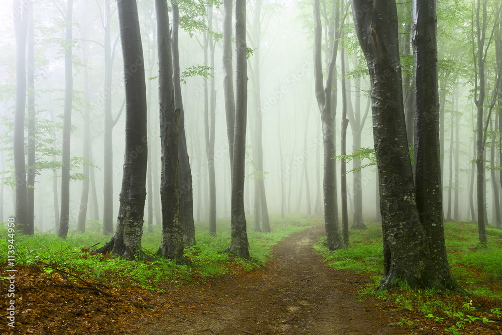 Calm romantic path into misty forest Calm romantic path into misty forest