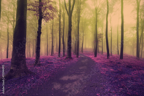 Magical colors of fairy tale forest into the fog