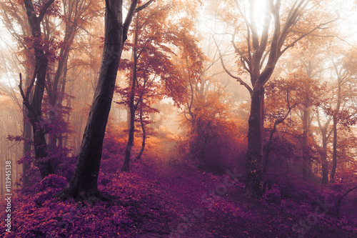Magic purple leaves trees into the mist