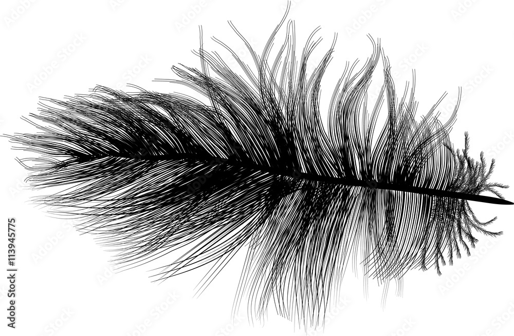 feather black small silhouette on white