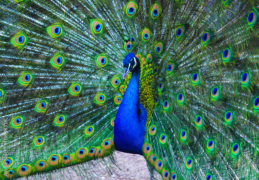 Obraz premium peacock. peafowl. Beautiful spread of a peacock. beautiful peaco