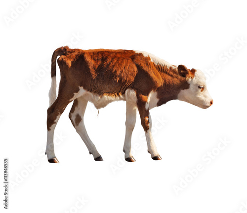 Side view of calf isolated on white background. photo