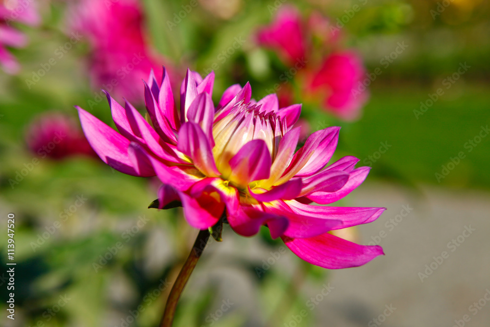Dahlia pink and yellow flowers in Point Defiance park in Tacoma Dahlia pink and yellow flowers in Point Defiance park in Tacoma