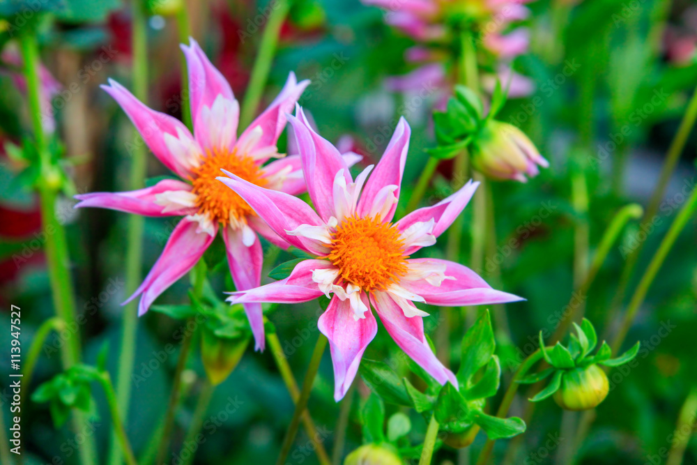 Fototapeta premium Dahlia pink and yellow flowers in Point Defiance park in Tacoma
