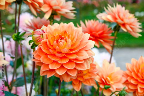 Photographie Dahlia orange flowers in Point Defiance park in Tacoma