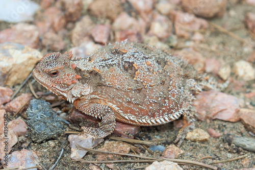 Horned lizard also known as horny toad or frog in natural  habitat